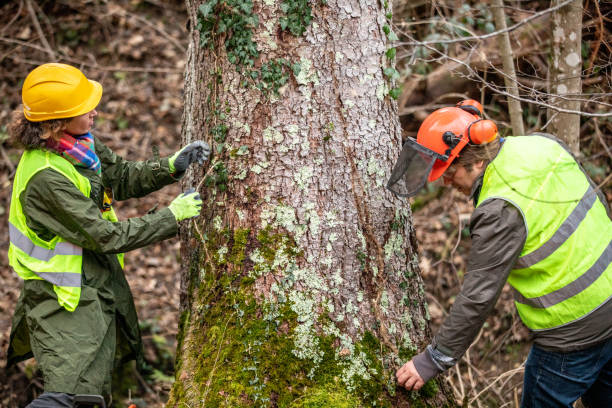 Professional Tree Removal Services in Ridgewood, IL